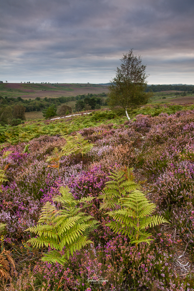 Rockford Common, Ferns & Heather
